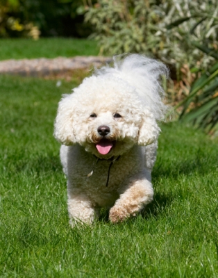 Hot to trot
Klíčová slova: Bichon Frise Dillon Dog Dogs Tongue