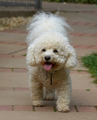 What time is it?.........
Keywords: Bichon Frise Dillon Dog Dogs Tongue