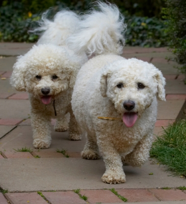 Here he is
Avainsanat: Bichon Frise Dillon Dog Dogs Leo Tongue