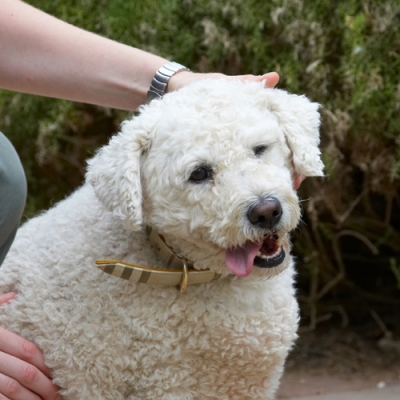 Ooh, yes, scratch just there
Ключові слова: Bichon Frise Dog Dogs Laura Leo Tongue