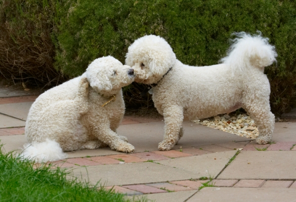Mwah
Ключевые слова: Bichon Frise Dillon Dog Dogs Leo Tongue