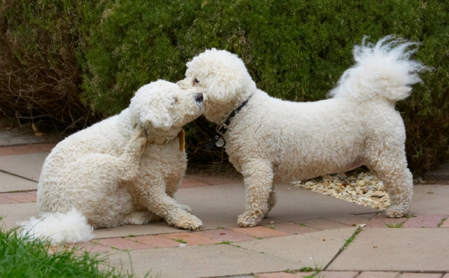 Wanna know a secret ...........
Schlüsselwörter: Bichon Frise Dillon Dog Dogs Leo Tongue
