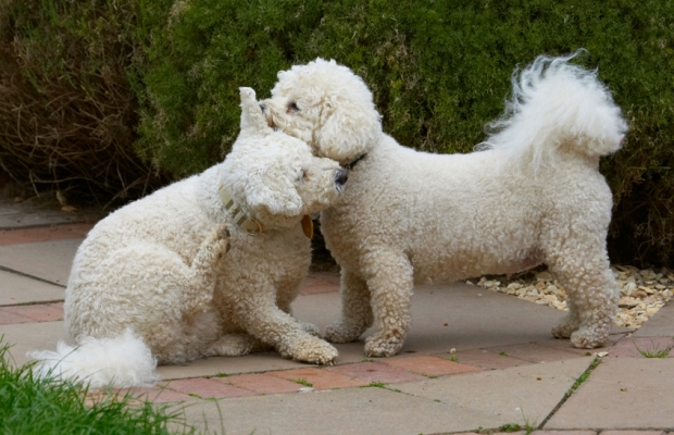 .......... really!
Anahtar kelimeler: Bichon Frise Dillon Dog Dogs Leo Tongue