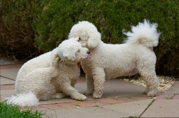 Boy, you gotta lot to say
Słowa kluczowe: Bichon Frise Dillon Dog Dogs Leo Tongue