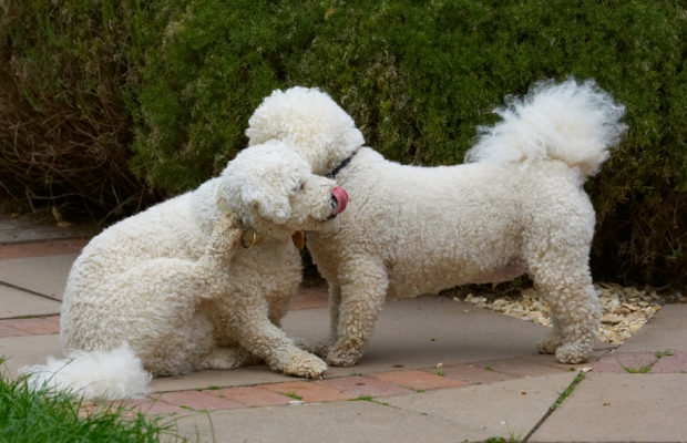 Well, that wasn't very interesting
الكلمات الإستدلالية(لتسهيل البحث): Bichon Frise Dillon Dog Dogs Leo Tongue