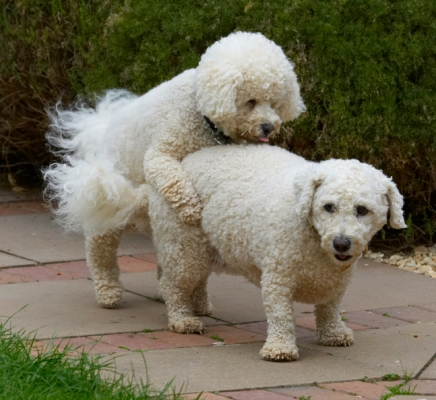 Time for some horseplay
Keywords: Bichon Frise Dillon Dog Dogs Leo Tongue