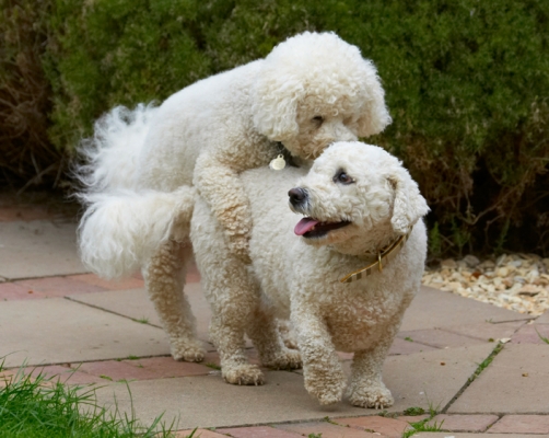 Hup you get
Palabras clave: Bichon Frise Dillon Dog Dogs Leo Tongue