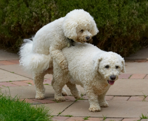 C'mon then if you want a piggy back
Keywords: Bichon Frise Dillon Dog Dogs Leo Tongue