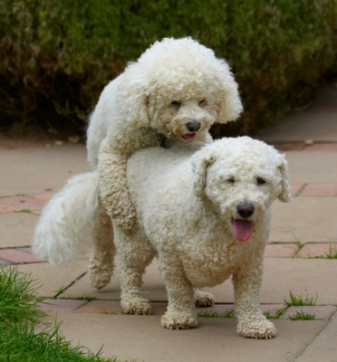 Doesn't this look like fun - NOT!
Keywords: Bichon Frise Dillon Dog Dogs Leo Tongue
