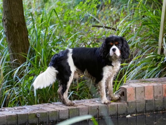 I prefer dirty water - OK
Ključne besede: Dog Dogs Jasper King Charles Spaniel Spaniels Tongue