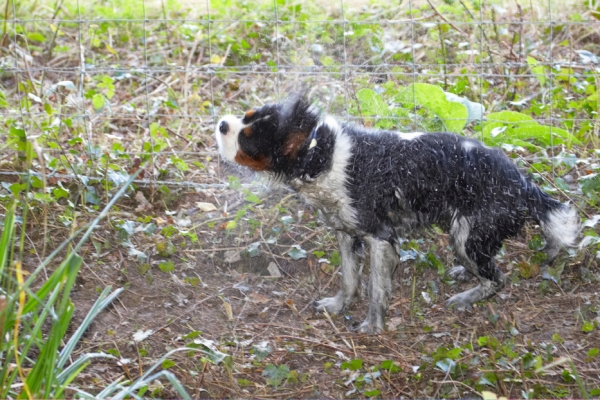 Shake, rattle and .............
Anahtar kelimeler: Dog Dogs Jasper King Charles Spaniel Spaniels Tongue