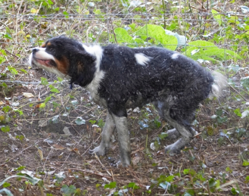 ........... roll
Palabras clave: Dog Dogs Jasper King Charles Spaniel Spaniels Tongue