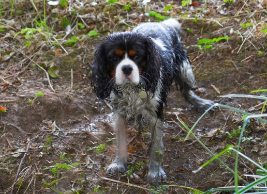 That's better
Keywords: Dog Dogs Jasper King Charles Spaniel Spaniels Tongue
