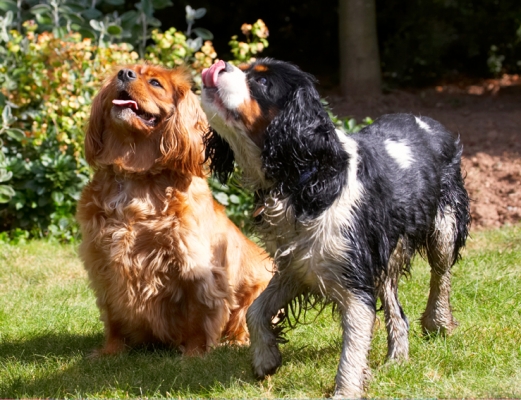 OK, it's snack time
Anahtar kelimeler: Dog Dogs Jasper King Charles Spaniel Ruby Spaniels Tongue