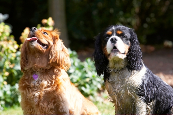 We're ready
Ključne besede: Dog Dogs Jasper King Charles Spaniel Ruby Spaniels Tongue