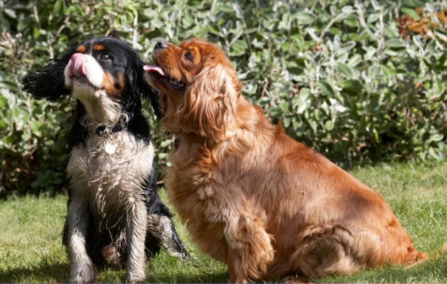 More, please
Λέξεις-κλειδιά: Dog Dogs Jasper King Charles Spaniel Ruby Spaniels Tongue