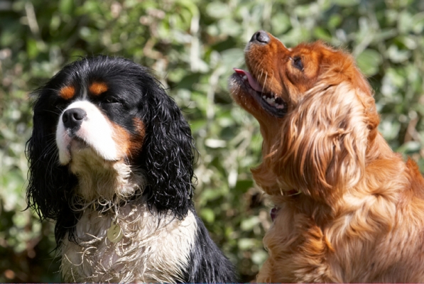 Wot, no more
Keywords: Dog Dogs Jasper King Charles Spaniel Ruby Spaniels Tongue