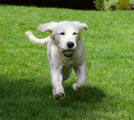 Born to run
الكلمات الإستدلالية(لتسهيل البحث): Dog Dogs Golden Retriever Lily Tongue