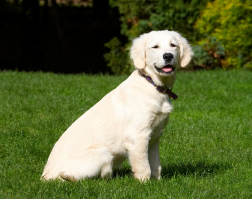 I know, I'm just a poser
Keywords: Dog Dogs Golden Retriever Lily Tongue