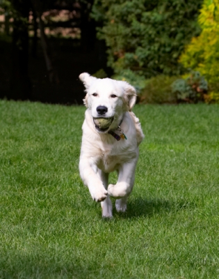 I've got the hang of this ball playing
Ключові слова: Dog Dogs Golden Retriever Lily Tongue