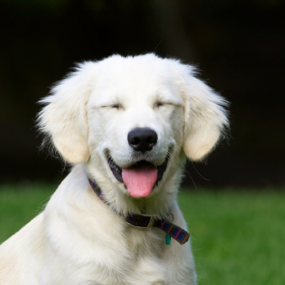 Hee, hee, hee
Ključne besede: Dog Dogs Golden Retriever Lily Tongue