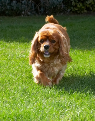 Now, where's that Jasper gone?
Keywords: Dog Dogs King Charles Spaniel Ruby Spaniels