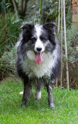 What can I say - I like muddy streams
Anahtar kelimeler: Border Collie Collies Dog Dogs Polly Tongue