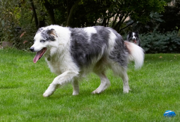 I'm still on the prowl
Klíčová slova: Border Collie Collies Dog Dogs Joseph Tongue