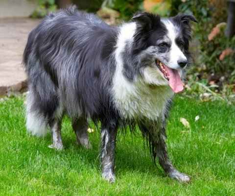 Whaddya mean I need a bath!
Anahtar kelimeler: Border Collie Collies Dog Dogs Polly Tongue