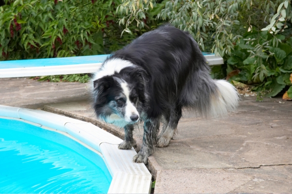 Hey, have you seen the size of this water bowl?
Schlüsselwörter: Border Collie Collies Dog Dogs Polly Tongue