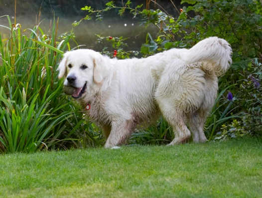 Getting ready to roll
Anahtar kelimeler: Bramley Dog Dogs Golden Retriever Retrievers