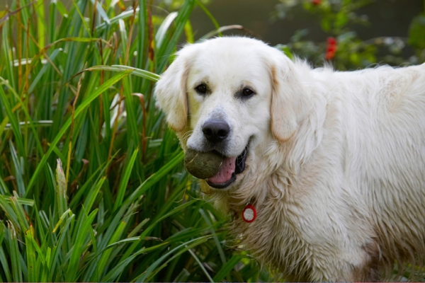 I know, I'm just so handsome
Palabras clave: Bramley Dog Dogs Golden Retriever Retrievers