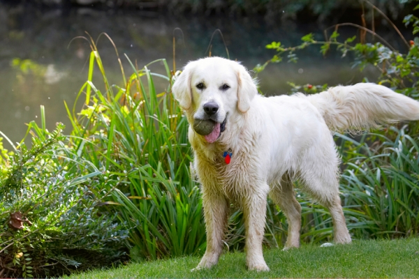 Can I go play now?
Palabras clave: Ball Bramley Dog Dogs Golden Retriever Retrievers Tongue
