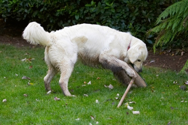 Jus' need to give my teeth a good brush
Anahtar kelimeler: Bramley Dog Dogs Golden Retriever Retrievers