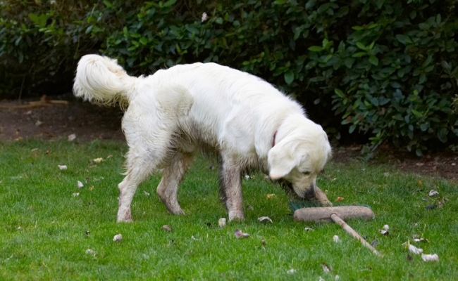 Wot does this thing do?
Palabras clave: Bramley Dog Dogs Golden Retriever Retrievers
