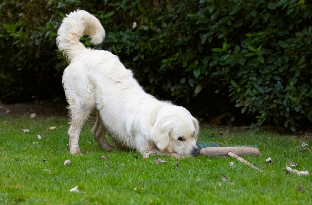 Maybe it needs a push start
Palabras clave: Bramley Dog Dogs Golden Retriever Retrievers