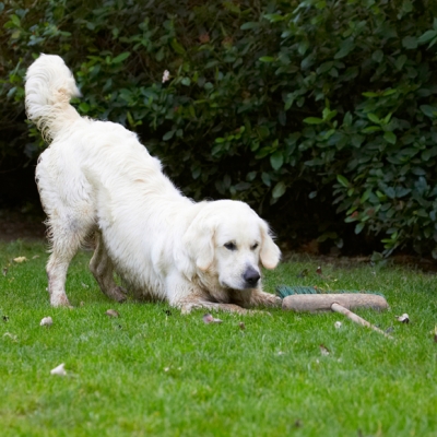 OK, I'm waiting
Palabras clave: Bramley Dog Dogs Golden Retriever Retrievers