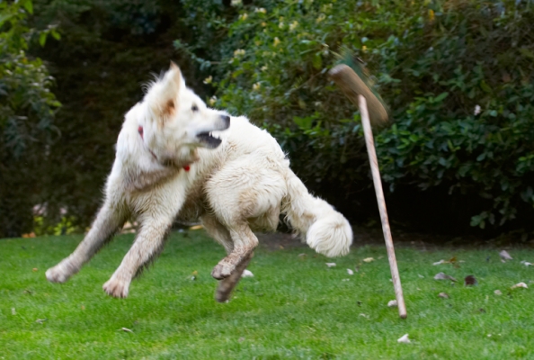 How'd I do that?!
Ключові слова: Bramley Dog Dogs Golden Retriever Retrievers