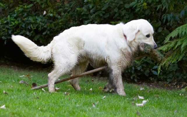 Maybe it's a wooden horse
Schlüsselwörter: Bramley Dog Dogs Golden Retriever Retrievers