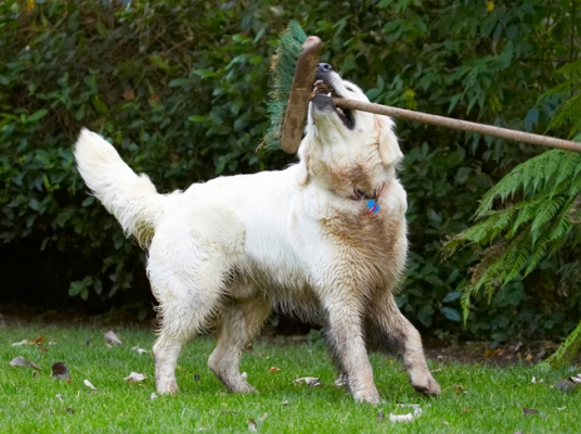 How about a bit of juggling
Ключевые слова: Bramley Dog Dogs Golden Retriever Retrievers