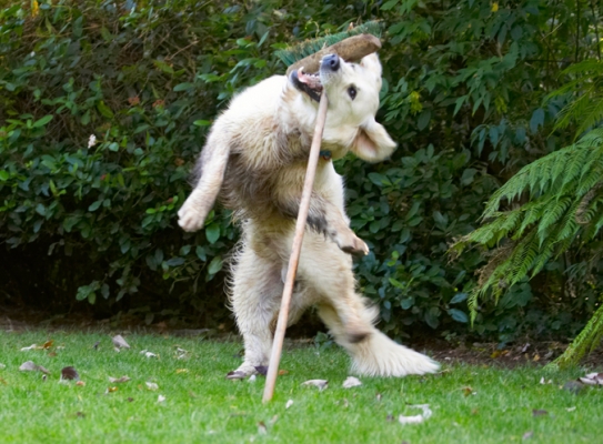Look, Mom, no hands
Ključne besede: Bramley Dog Dogs Golden Retriever Retrievers