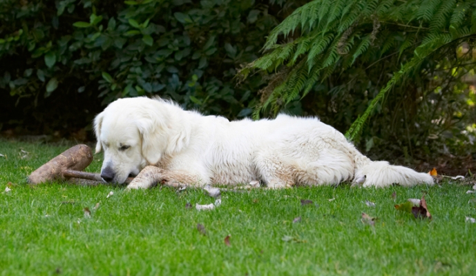 Maybe the switch is here
Klíčová slova: Bramley Dog Dogs Golden Retriever Retrievers