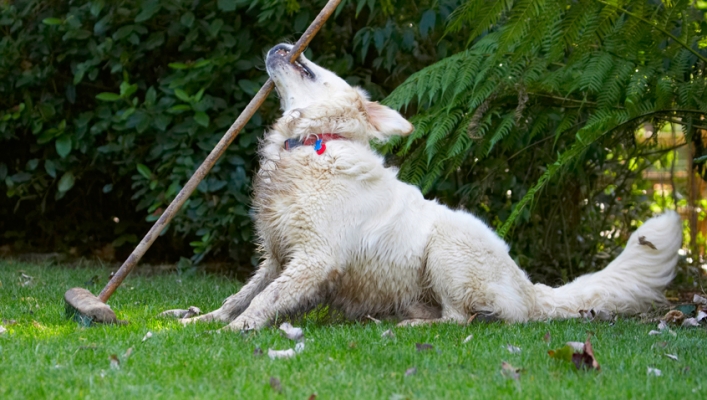Come onnnnnnnnnnnnn
Keywords: Bramley Dog Dogs Golden Retriever Retrievers