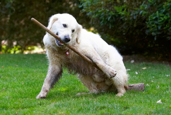 Perhaps it will fly
Keywords: Bramley Dog Dogs Golden Retriever Retrievers