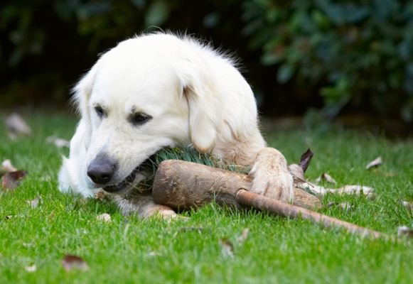 A good chew will get my teeth clean
Palabras clave: Bramley Dog Dogs Golden Retriever Retrievers