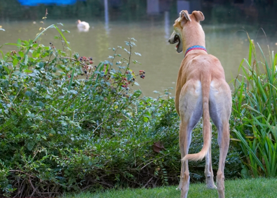 I could go for one of those
Palabras clave: Dog Dogs Duck Greyhound Mr Laurel Pond