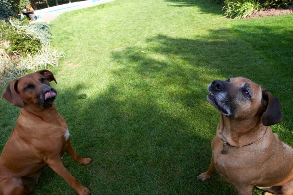 We're paying attention
Ključne besede: Dog Dogs Hingi Nymal Rhodesian Ridgeback Ridgebacks Tongue