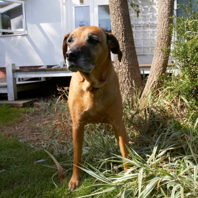 Wot we gonna do now?
Schlüsselwörter: Dog Dogs Hingi Nymal Rhodesian Ridgeback Ridgebacks