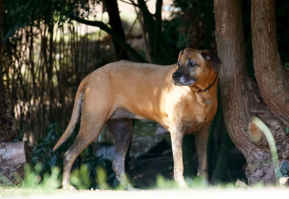 Wot's going on over there?
الكلمات الإستدلالية(لتسهيل البحث): Dog Dogs Hingi Nymal Rhodesian Ridgeback Ridgebacks
