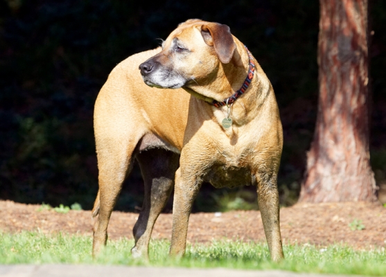 Interesting!
Palabras clave: Dog Dogs Hingi Nymal Rhodesian Ridgeback Ridgebacks